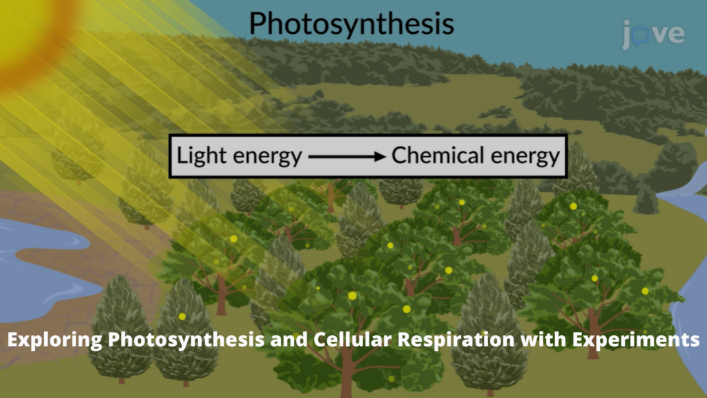 Exploring Photosynthesis and Cellular Respiration with Experiments