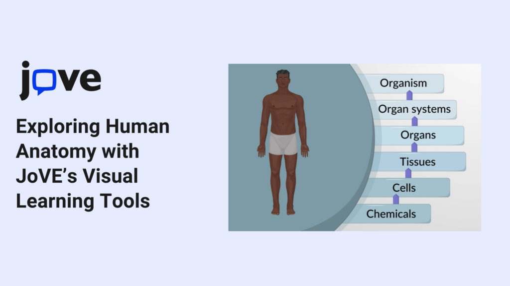 Exploring Human Anatomy with JoVE’s Visual Learning Tools