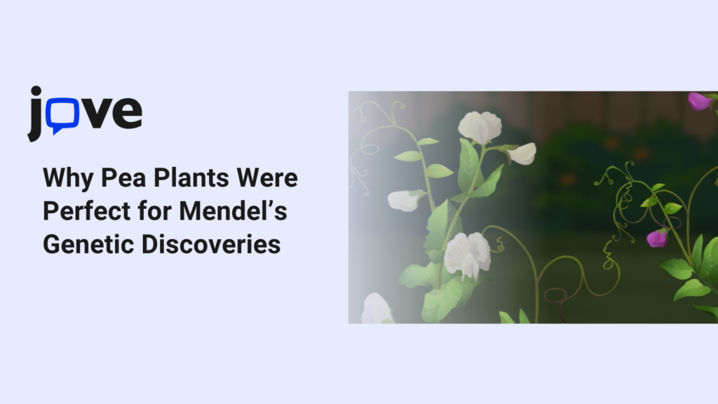 Why Pea Plants Were Perfect for Mendel’s Genetic Discoveries