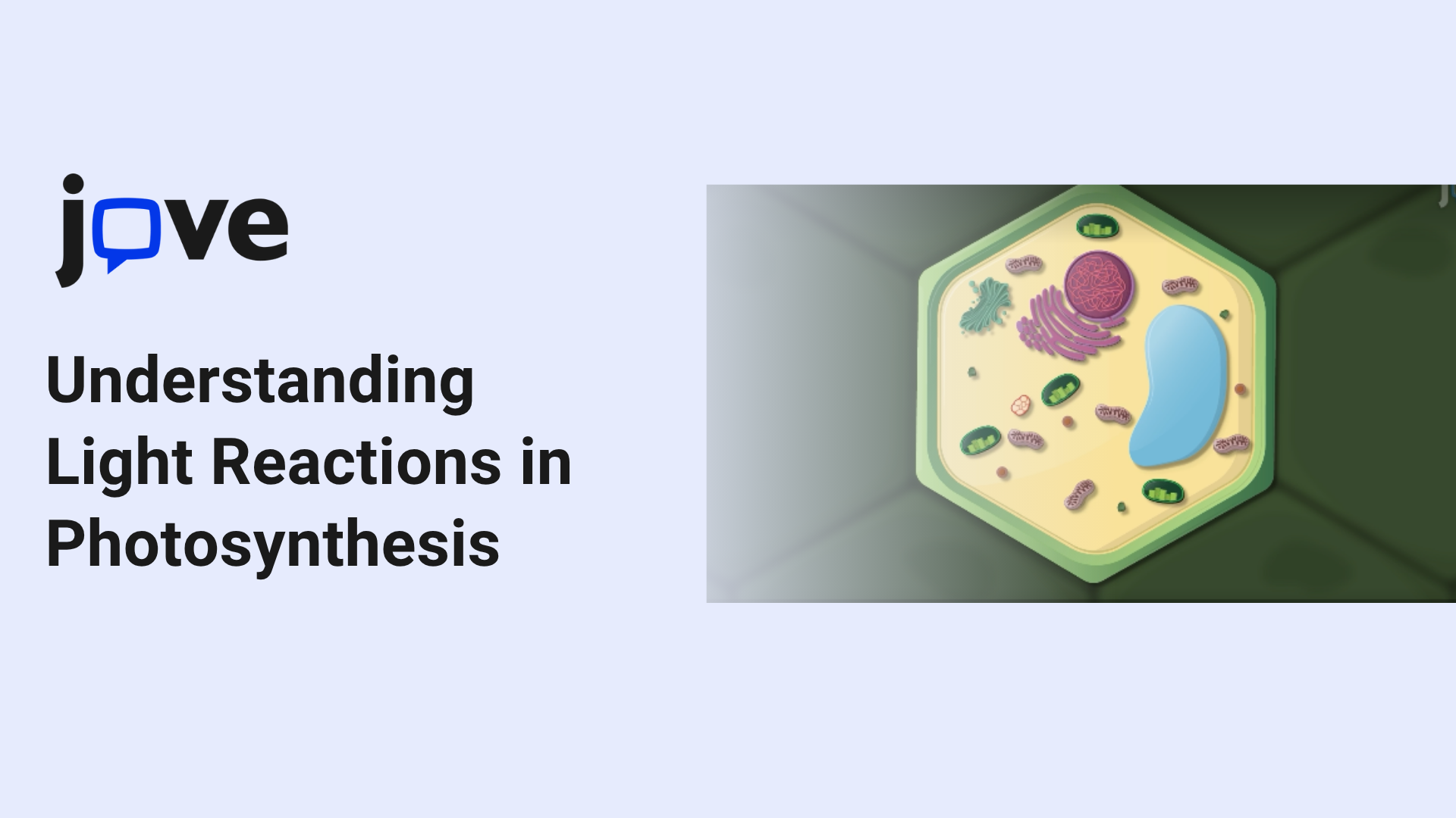 Understanding Light Reactions in Photosynthesis: How Plants Capture Energy