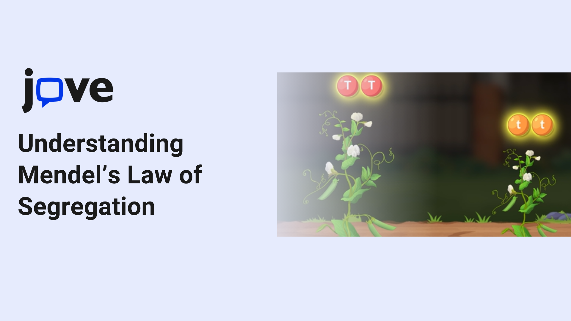 Understanding Mendel’s Law of Segregation with Visual Teaching Tools