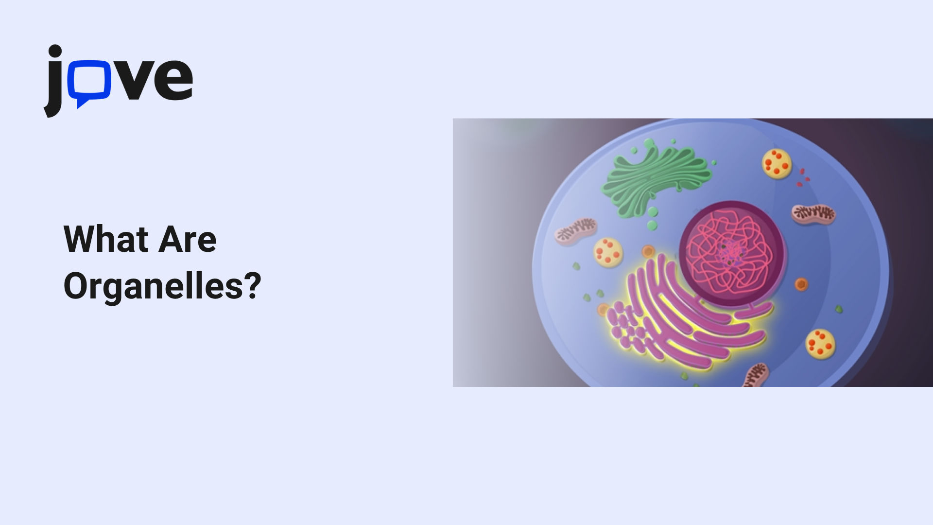 What Are Organelles